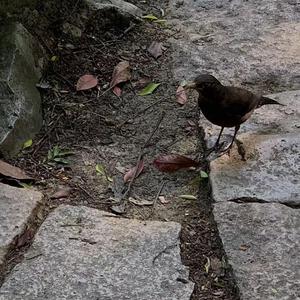 两个肥奶被揉出奶水
